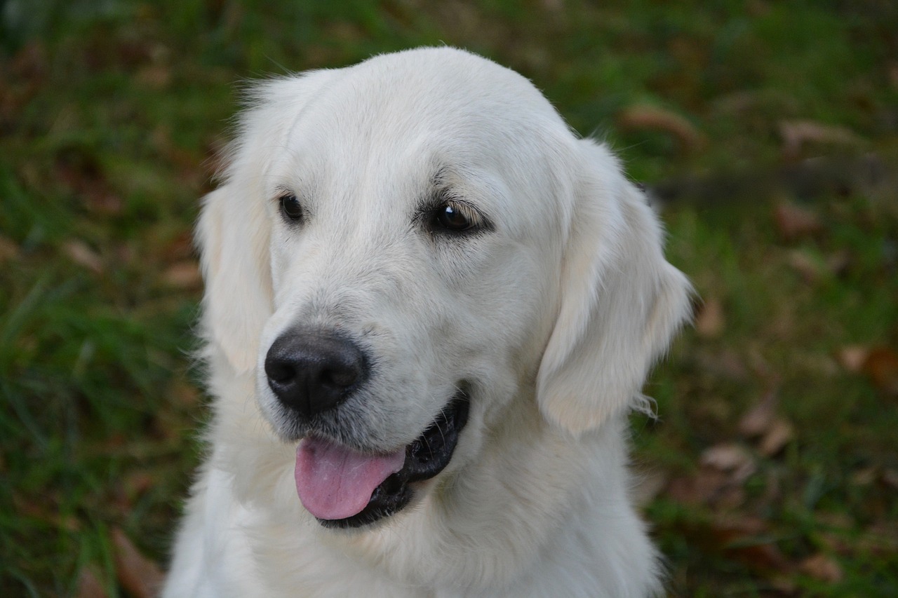 Image - dog dog golden retriever female