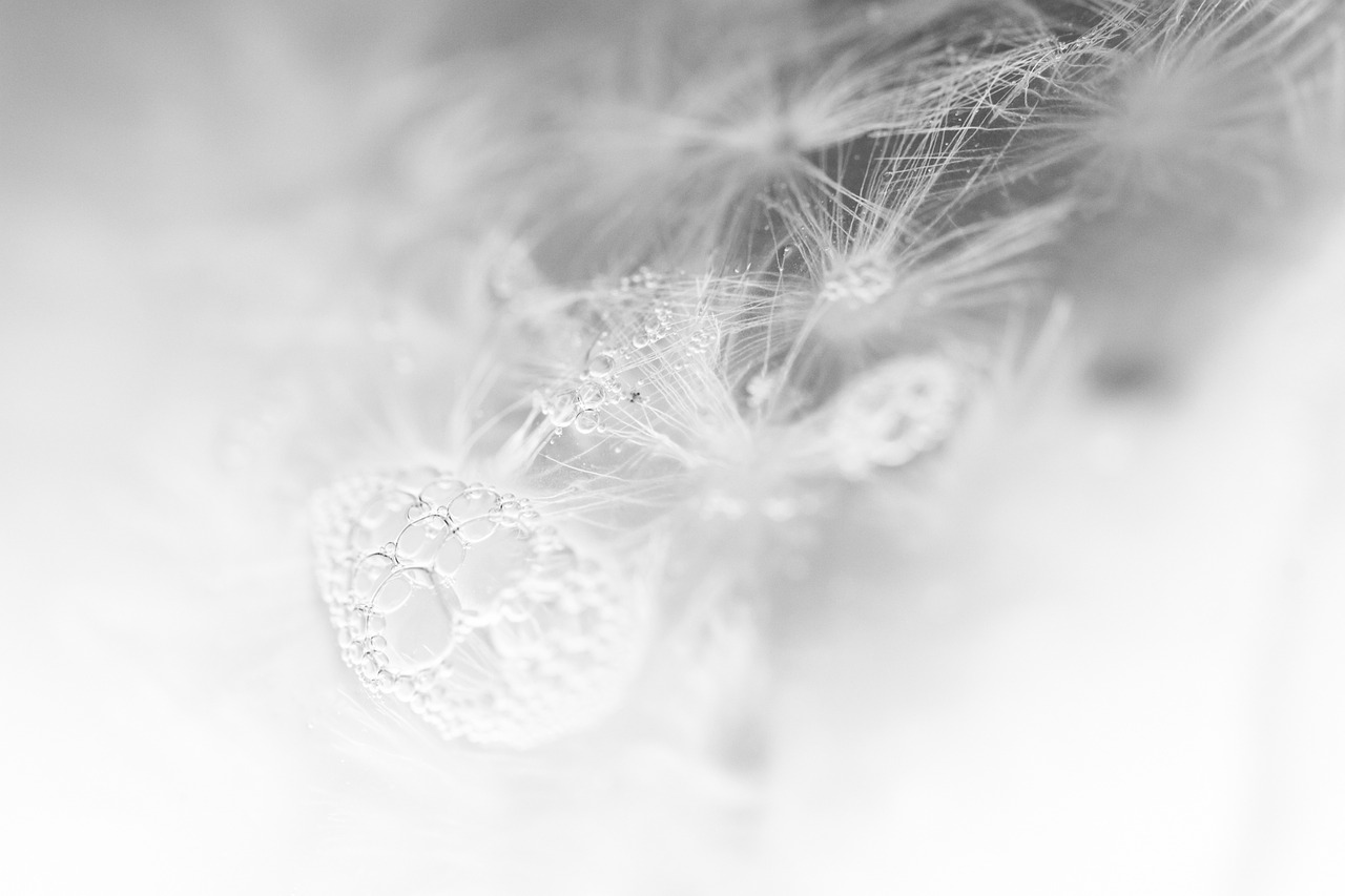 Image - dandelion air bubbles cold frozen