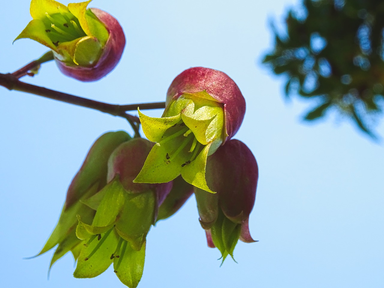 Image - kalanchoe pinnata goethe plant