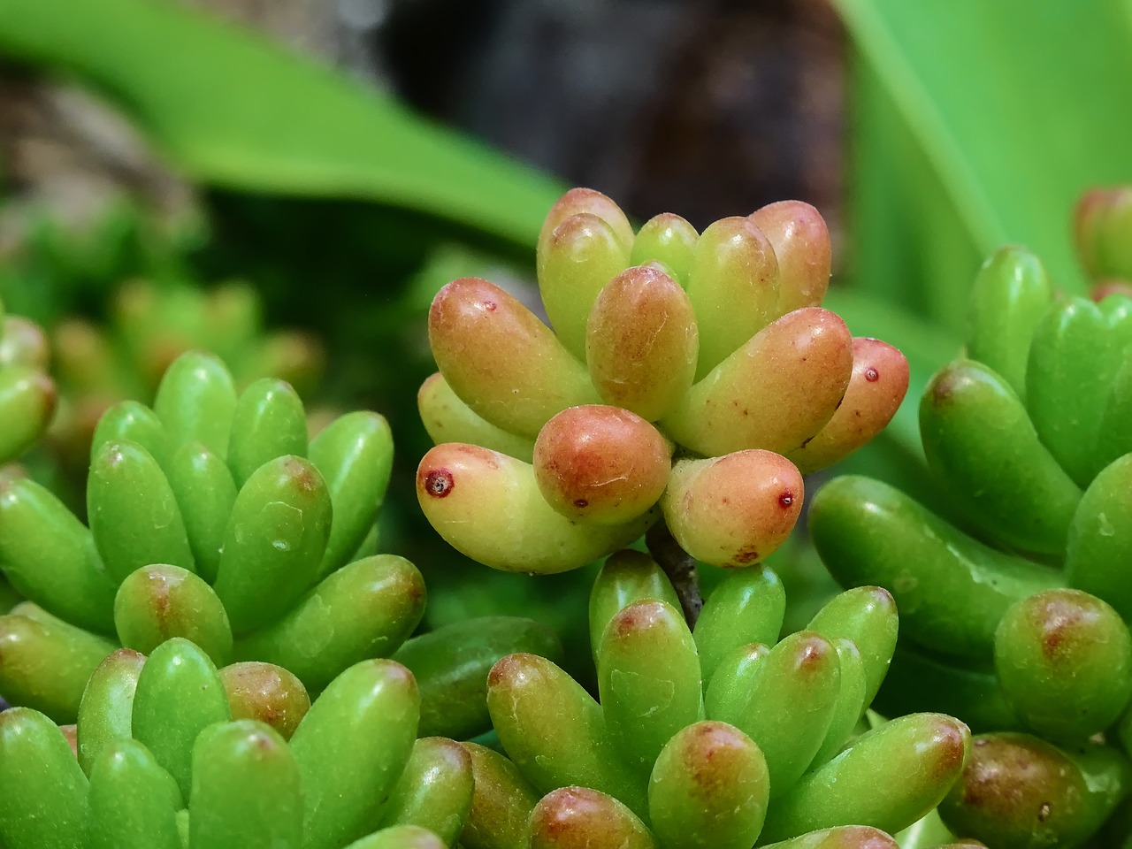 Image - sedum rubrotinctum sedum plant