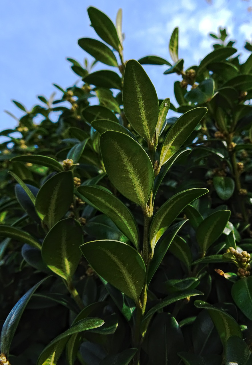 Image - book boxwood green leaves buxus