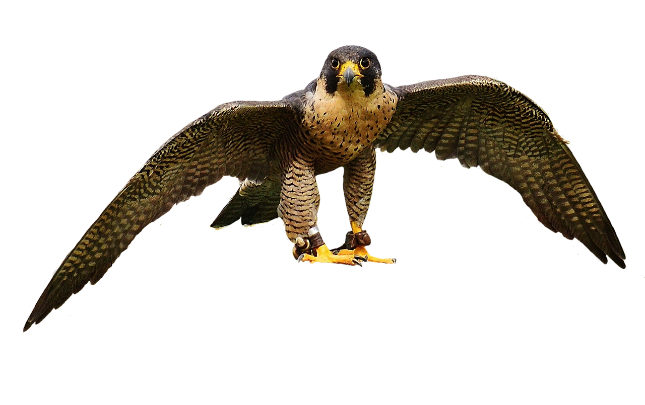 Image - falcon wing bird of prey animal