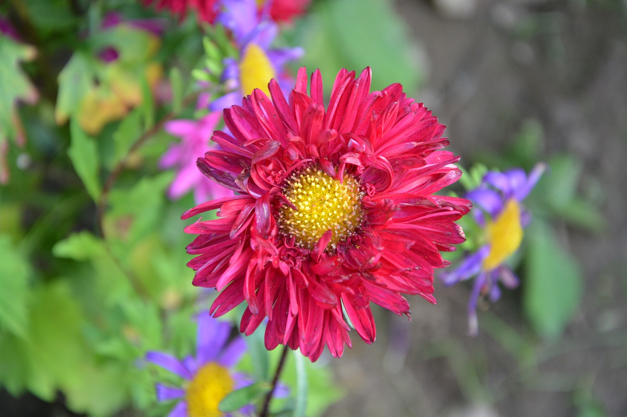 Image - flower red flower pistile yellow