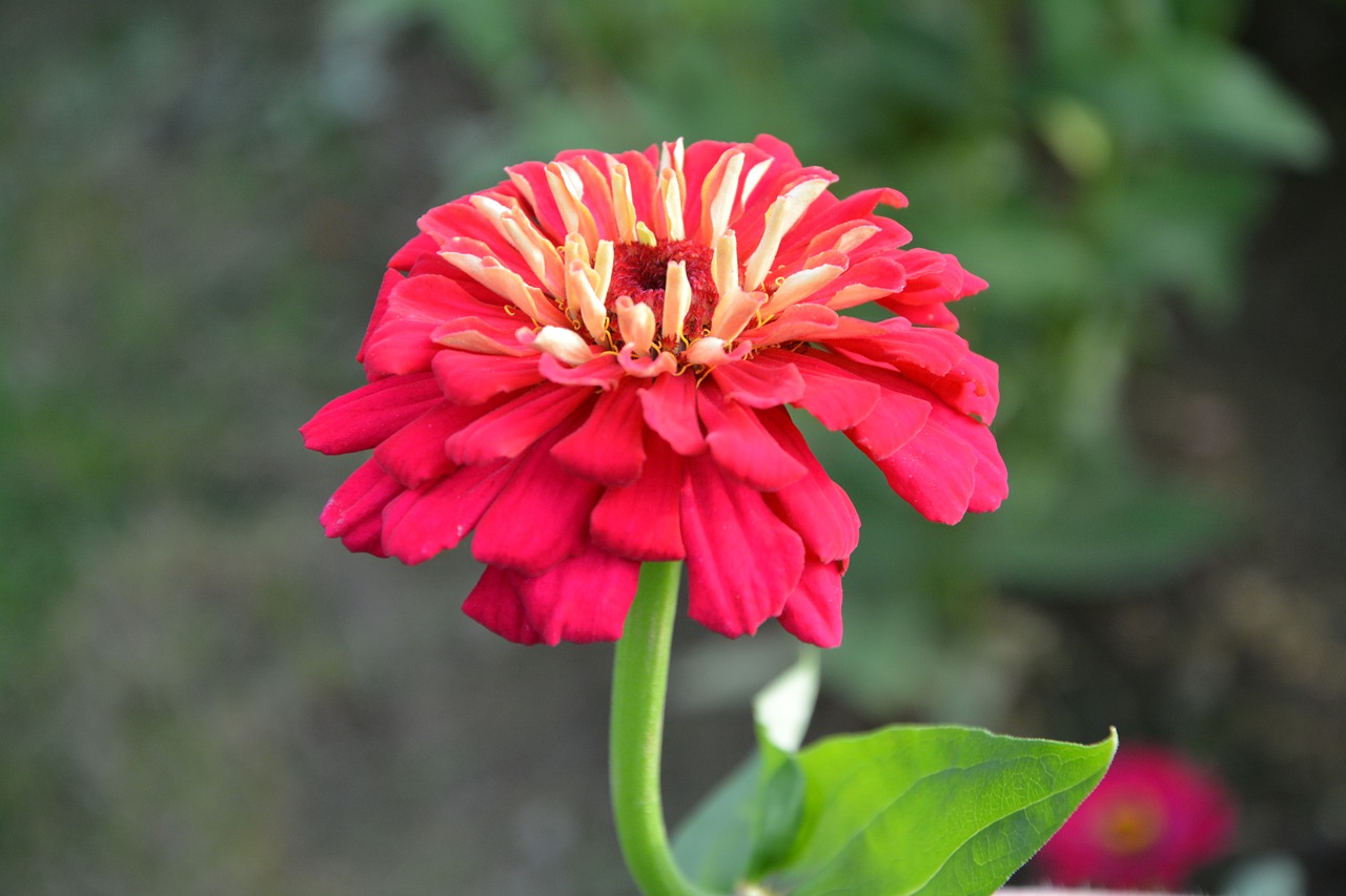 Image - flower red flower green leaves