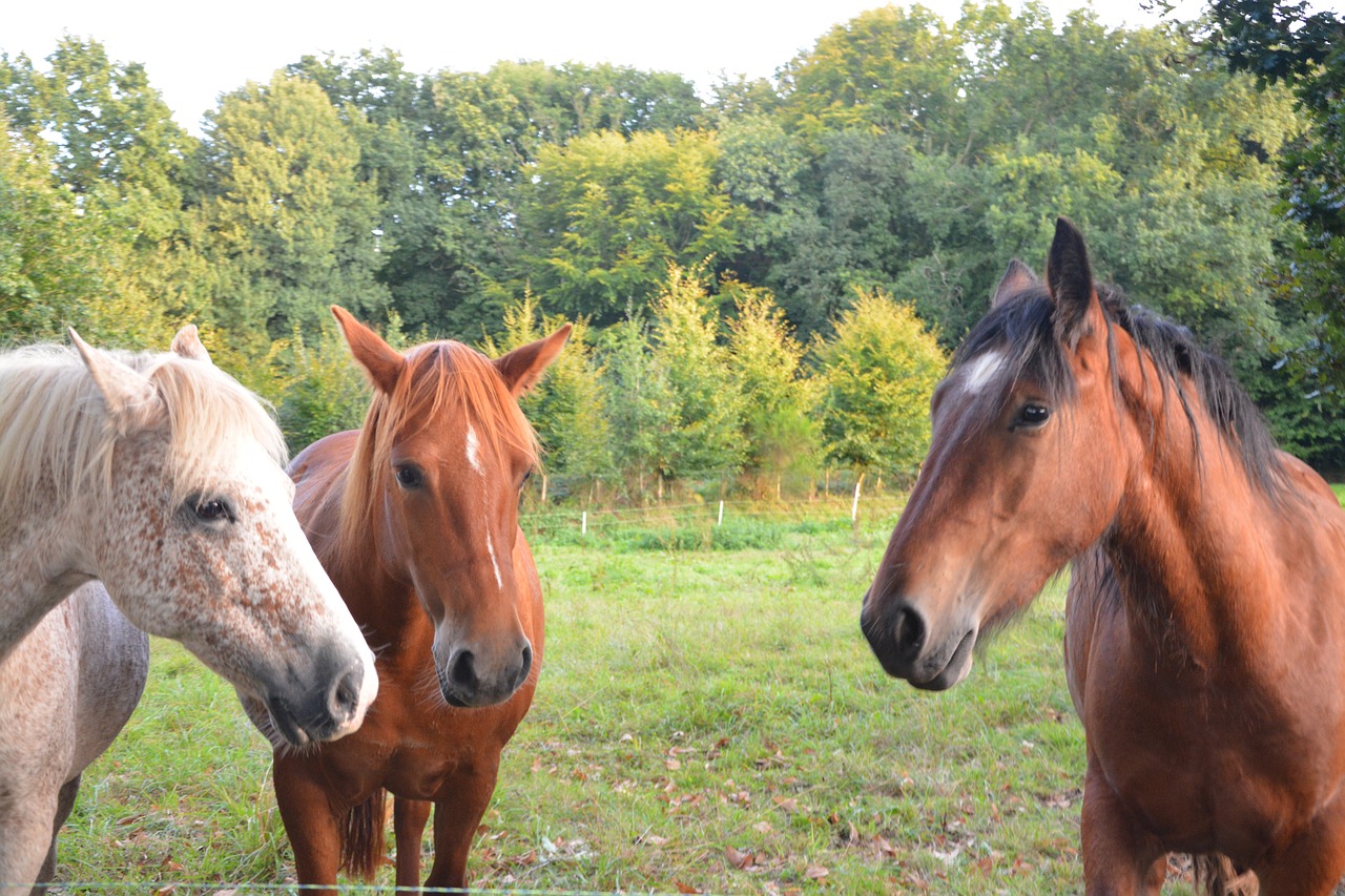 Image - horses prairie ruminant herbivore