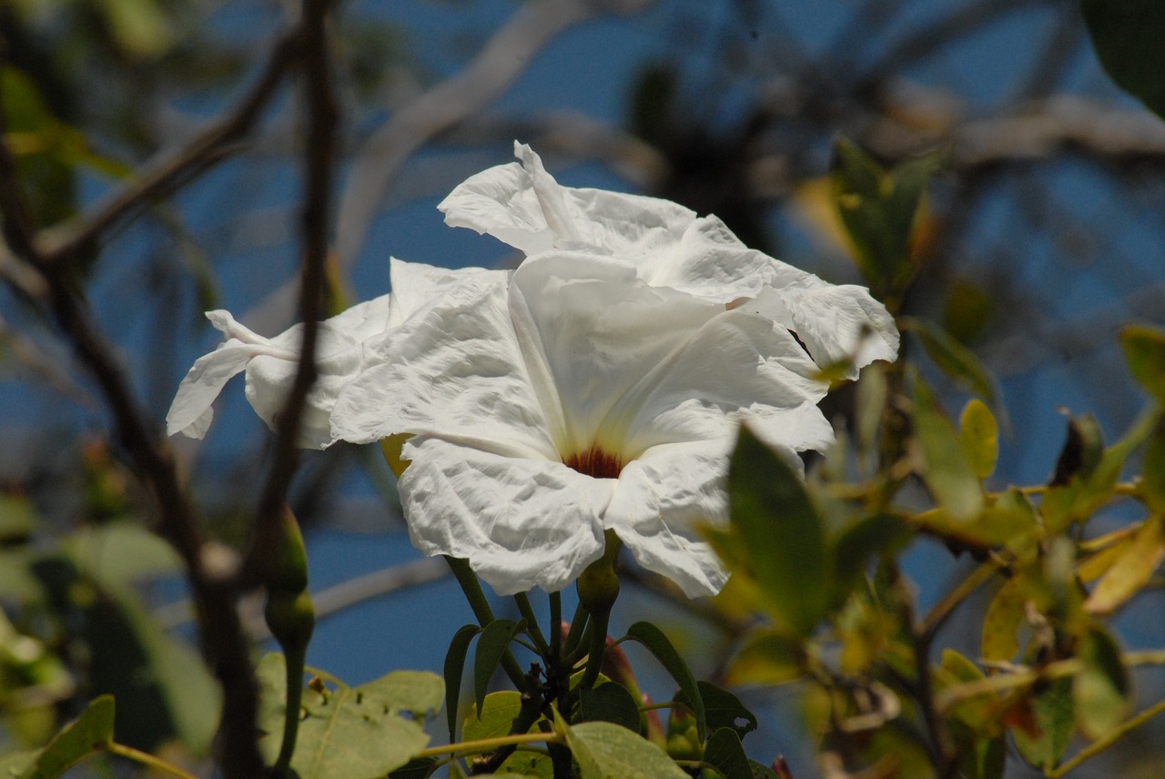 Image - wild flora cazahuate