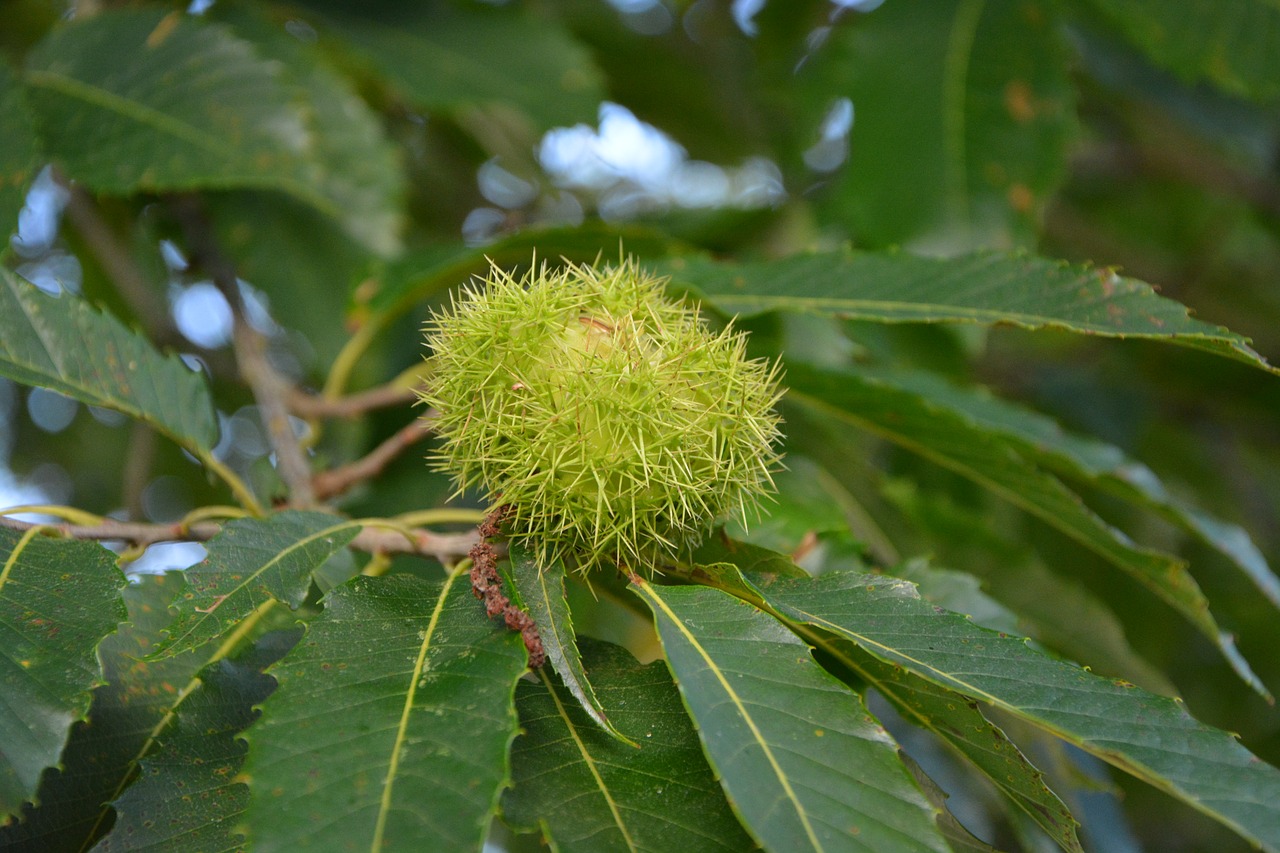 Image - bug chestnut shell spicy nature