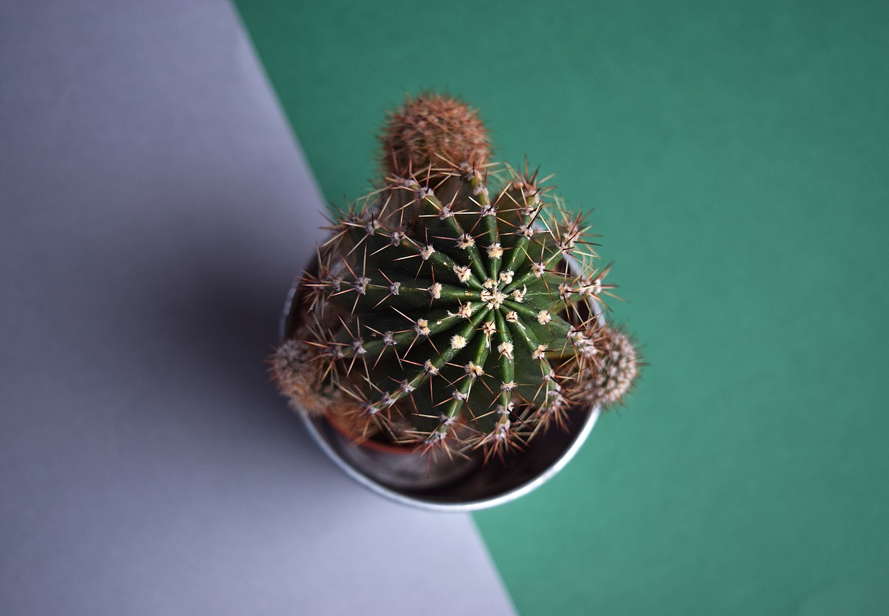 Image - cactus succulent botanical plant