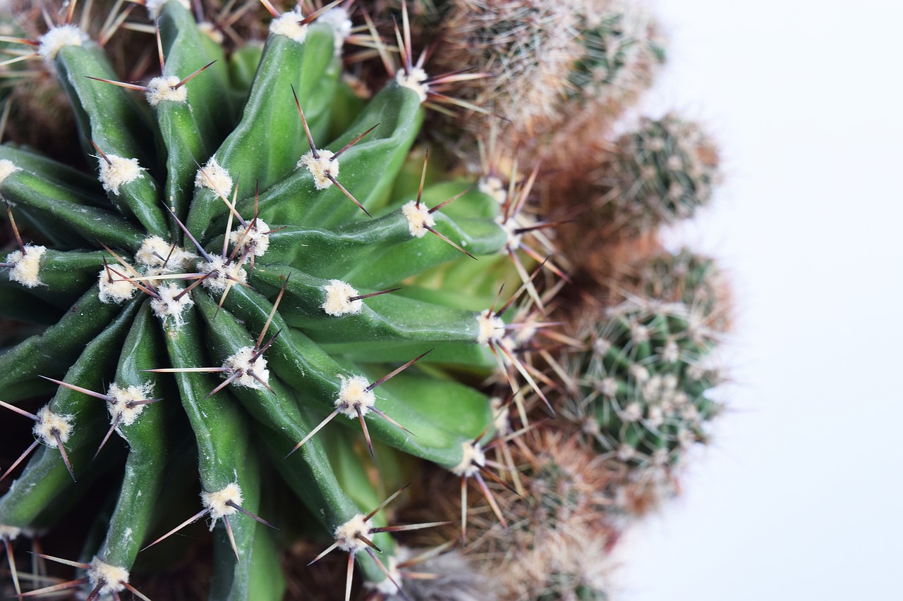 Image - succulent cactus botanical plant