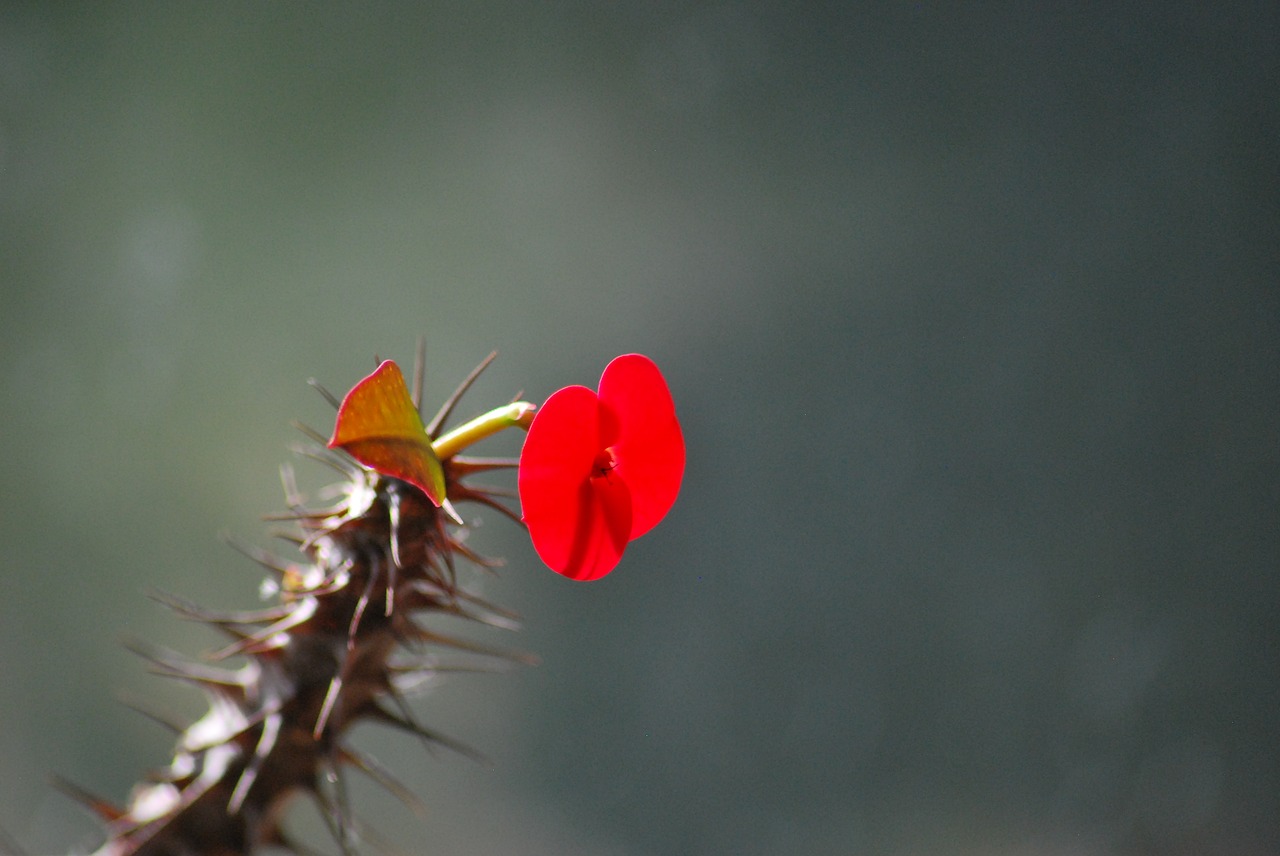 Image - flower red flower red cactus plant