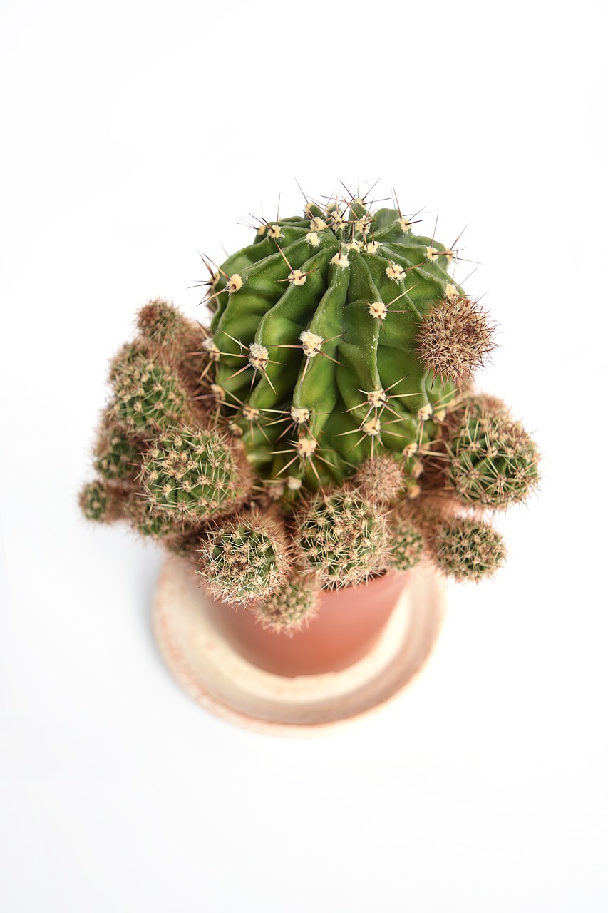 Image - succulent cactus cacti cactae