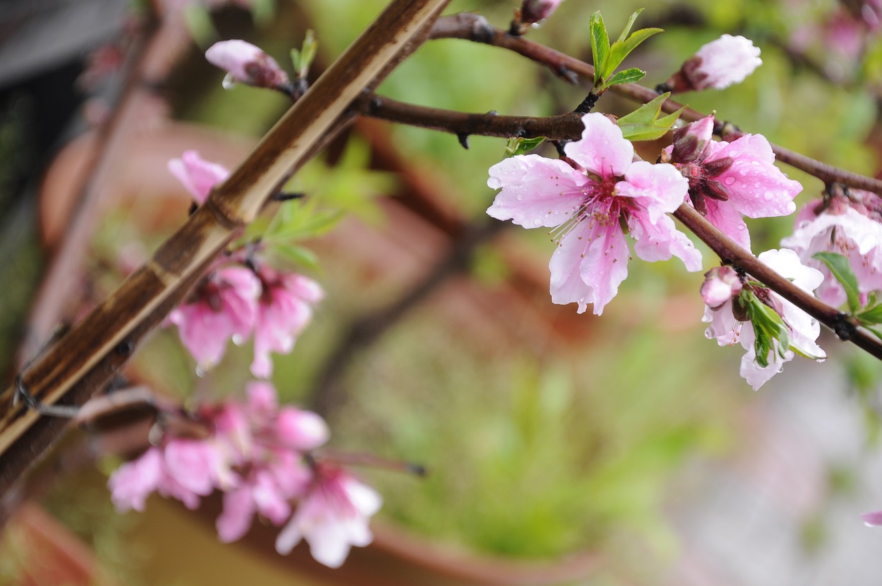 Image - blue peach flower plant