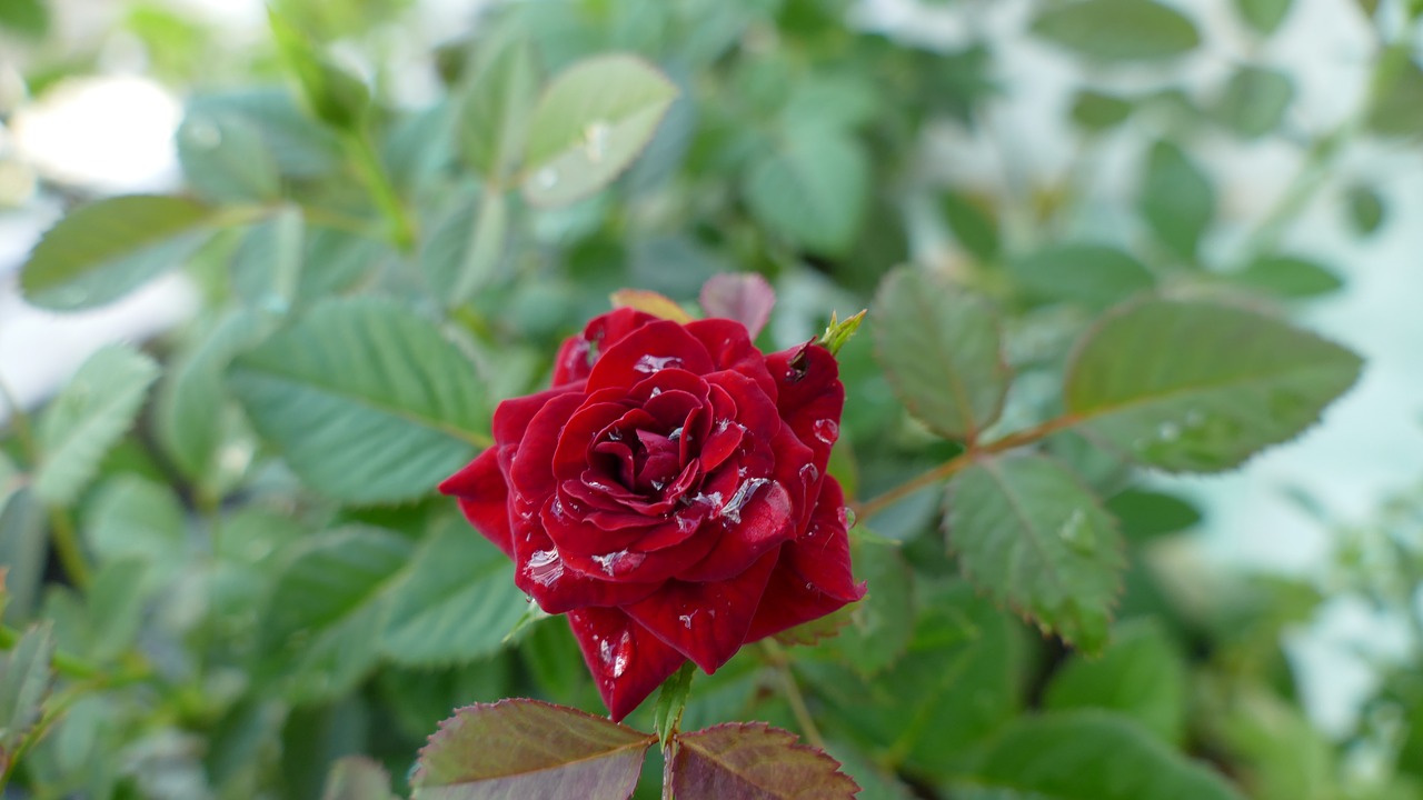 Image - flower rose vietnam nature color