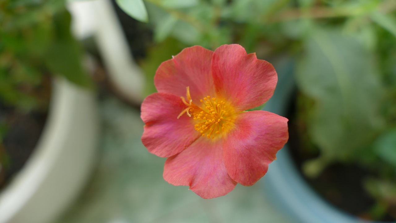 Image - portulaca grandiflora flower vietnam