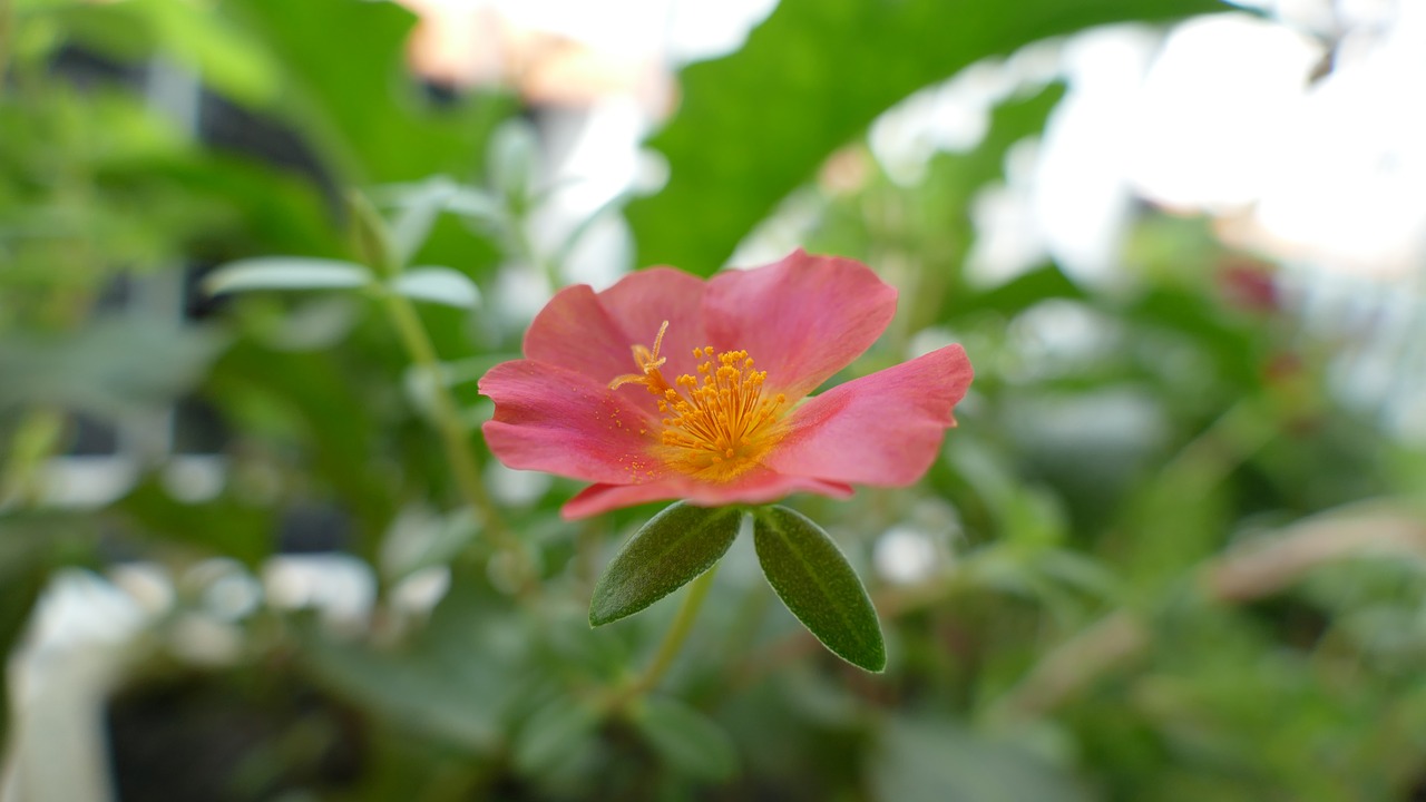 Image - portulaca grandiflora flower vietnam
