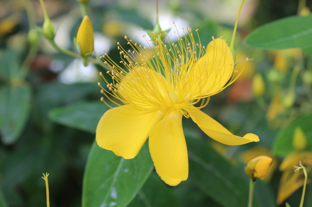 Image - flowers yellow pistil bud