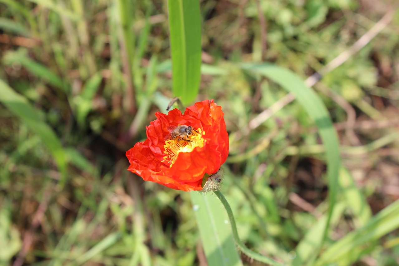 Image - red flowers bee pistil