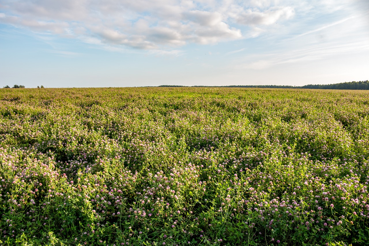 Image - clover meadow field feed farm