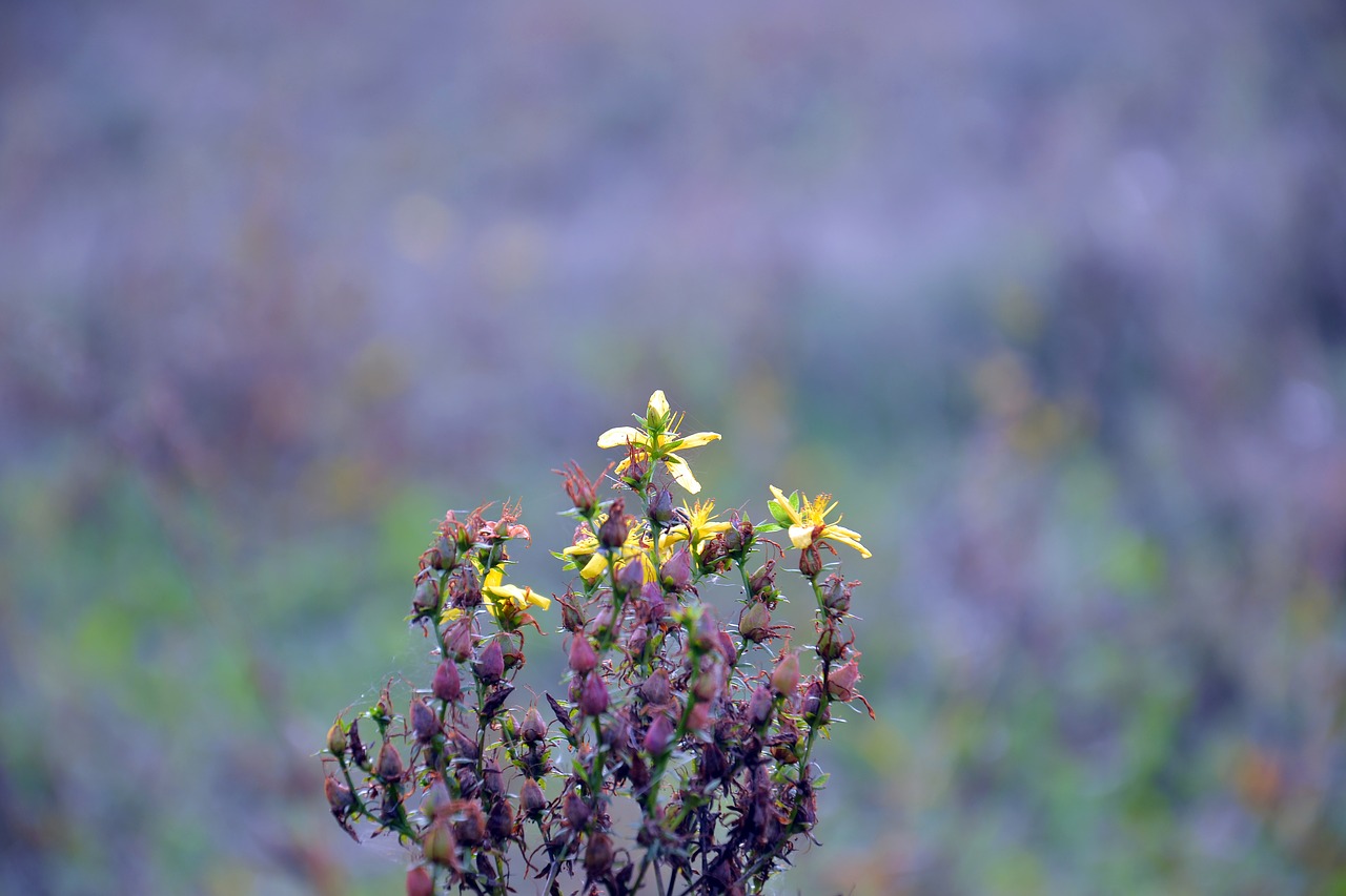 Image - plant hypericum tutsan field