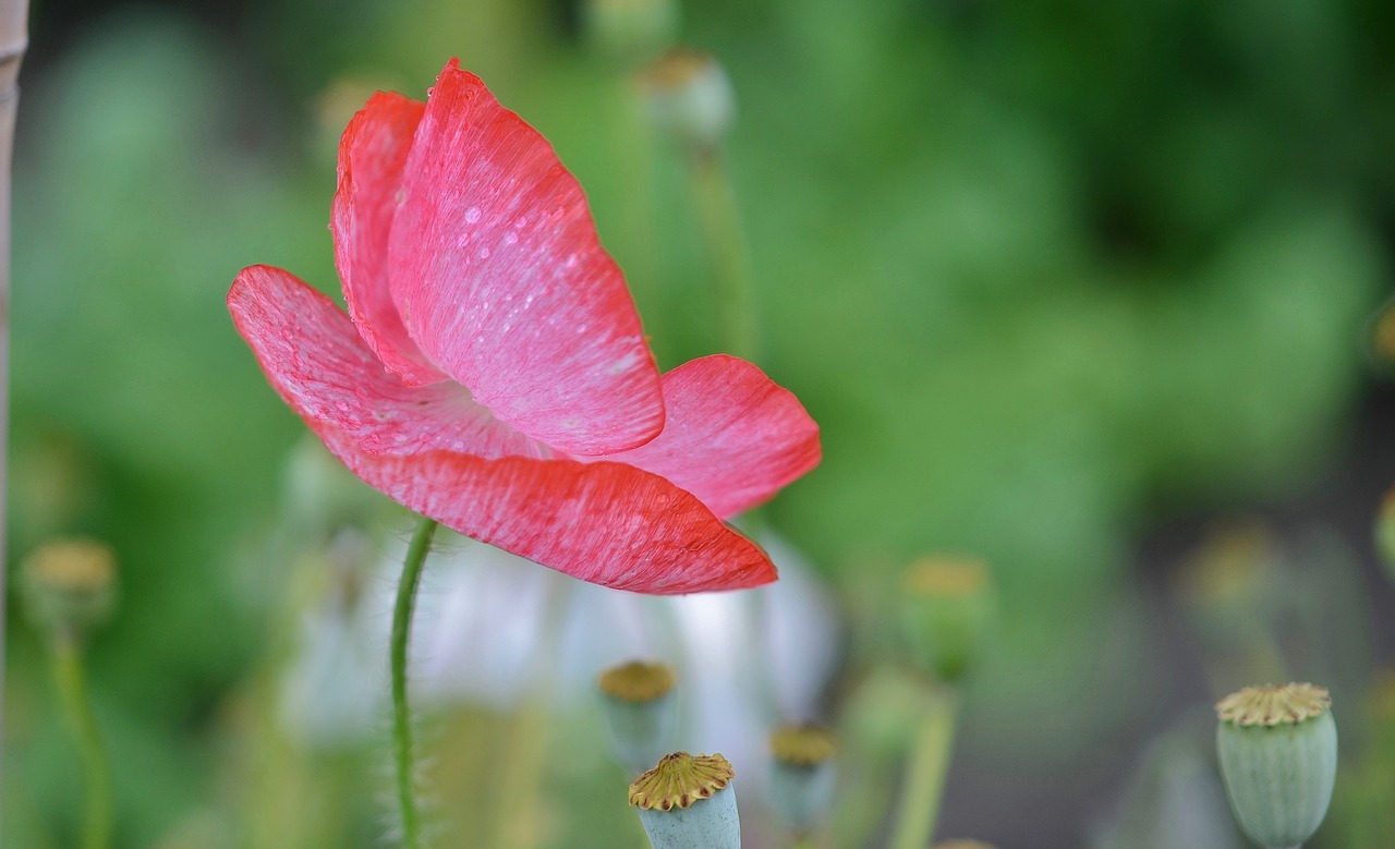 Image - poppy flower natur spring floral