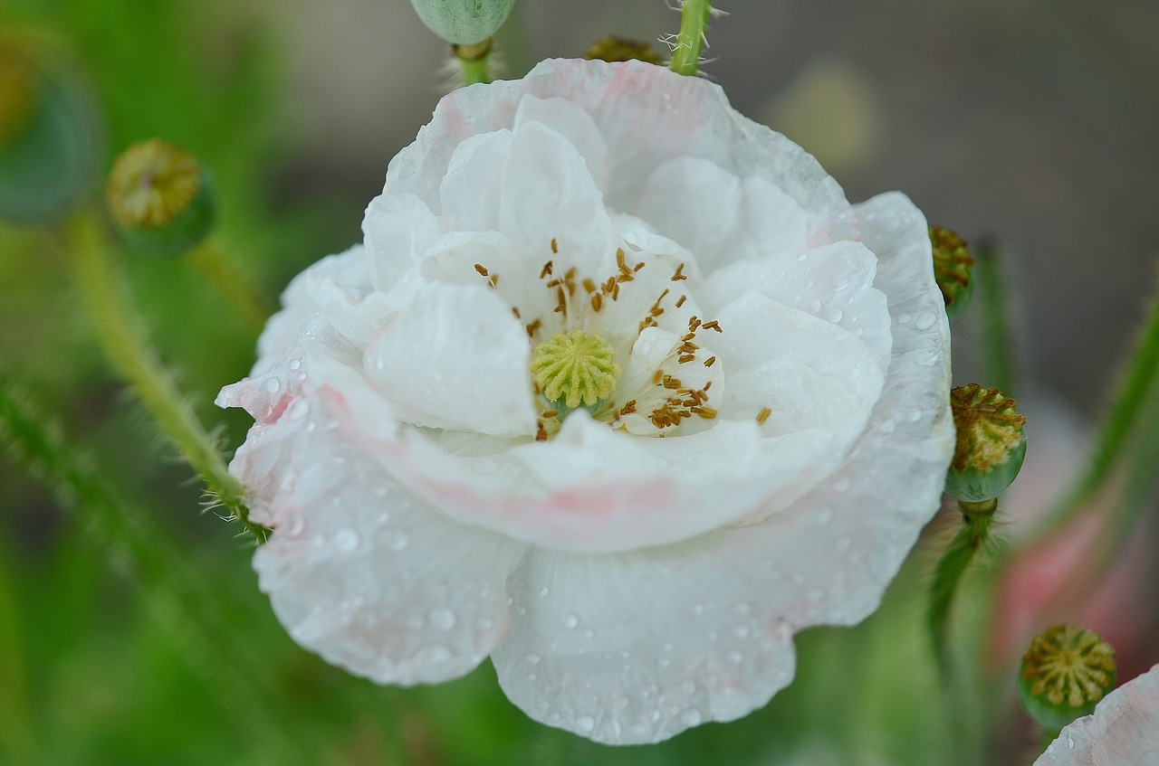 Image - poppy flower natur spring floral