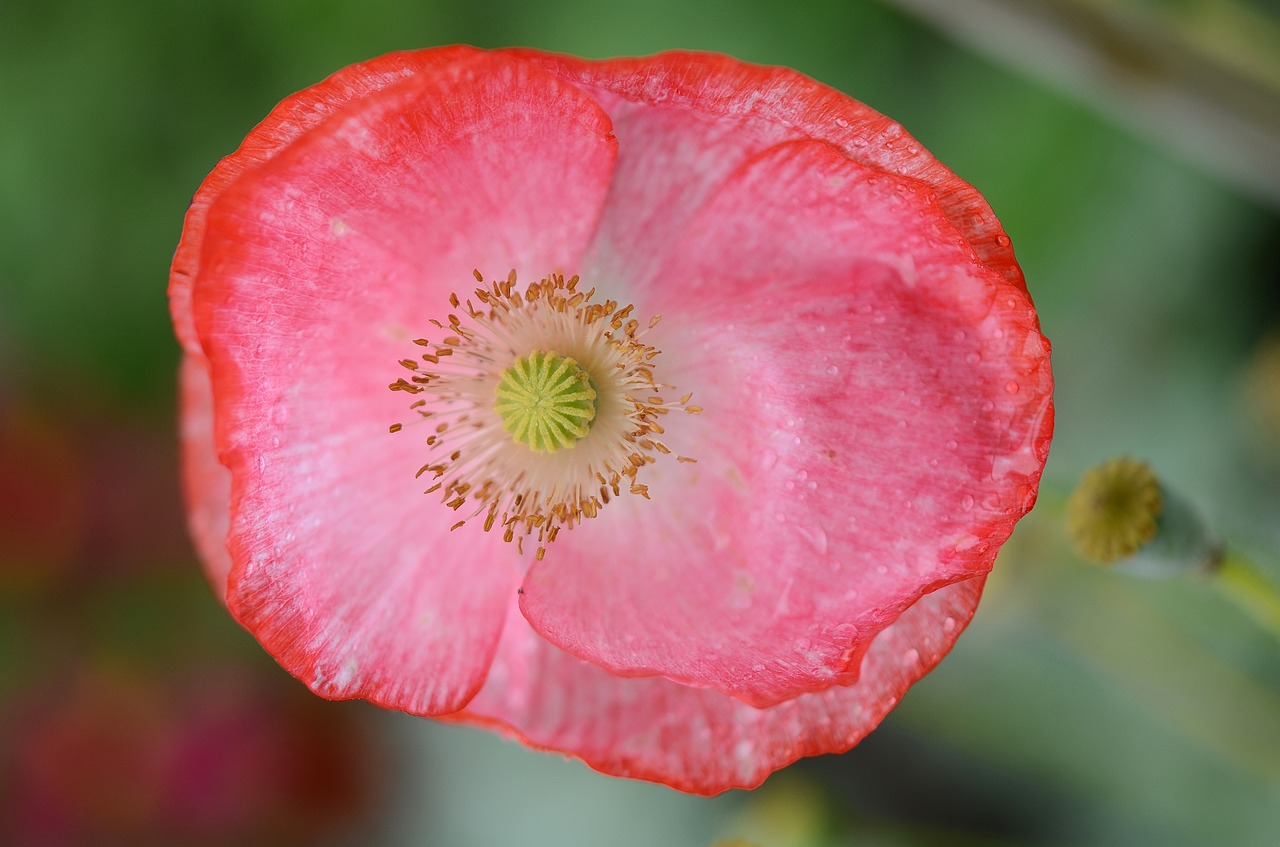 Image - poppy flower natur spring floral