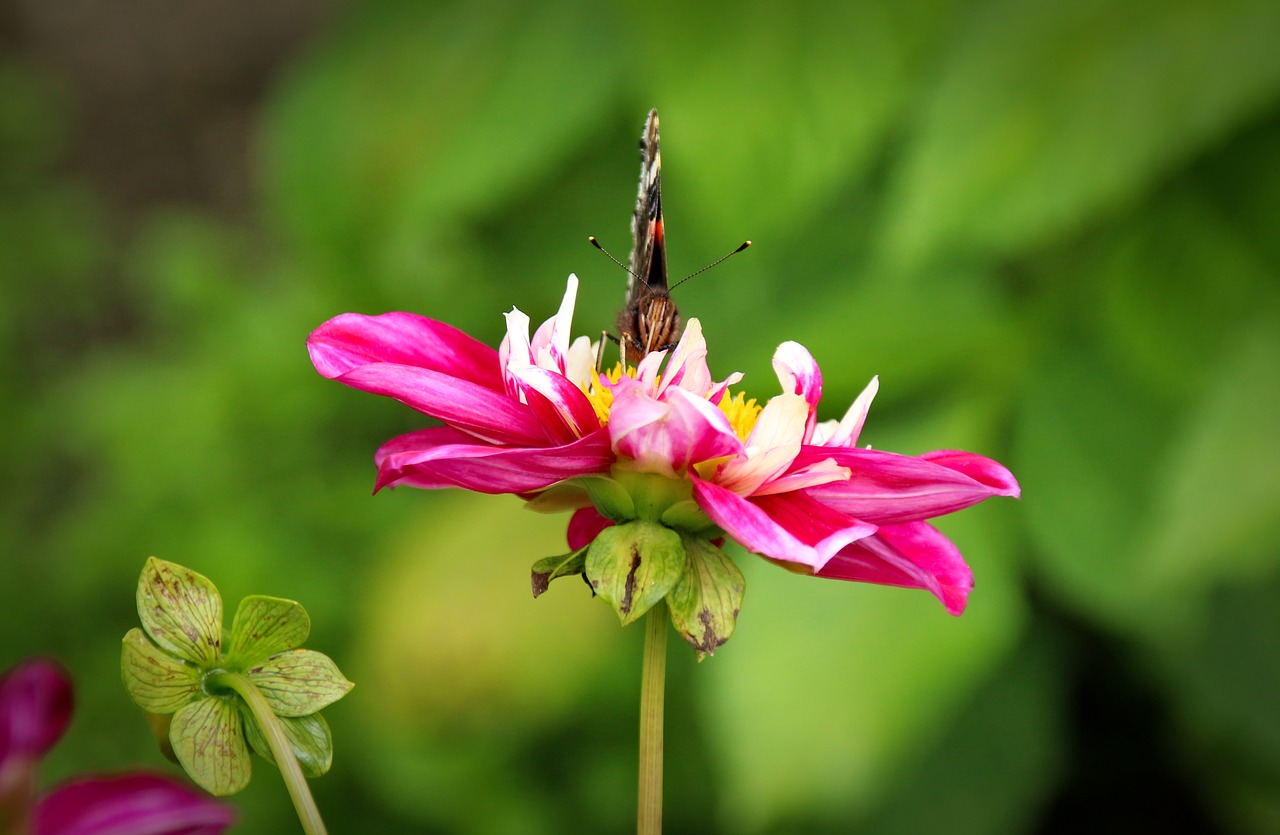 Image - plant flower nature blossom bloom