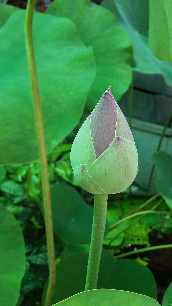 Image - lotus bloom rise