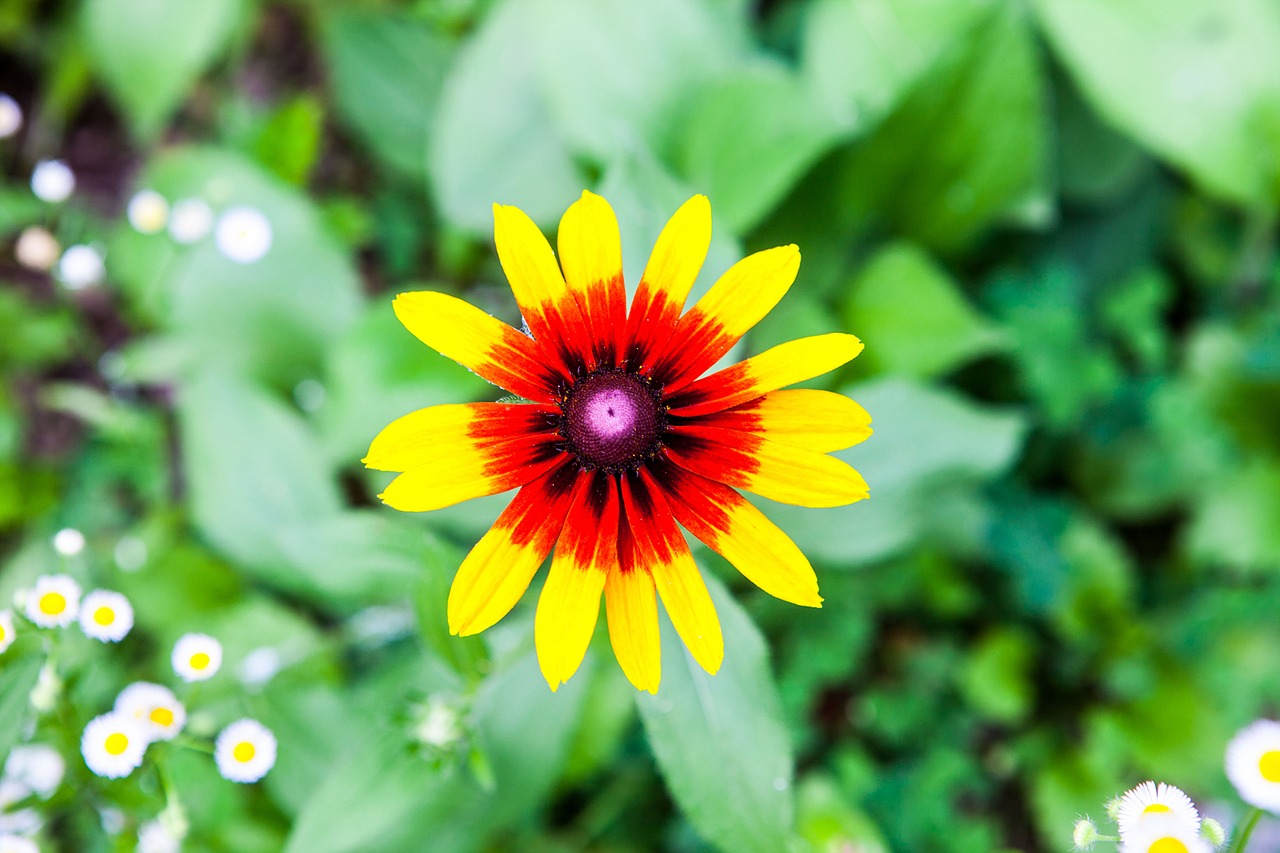 Image - rudbeckia flowers nature affix