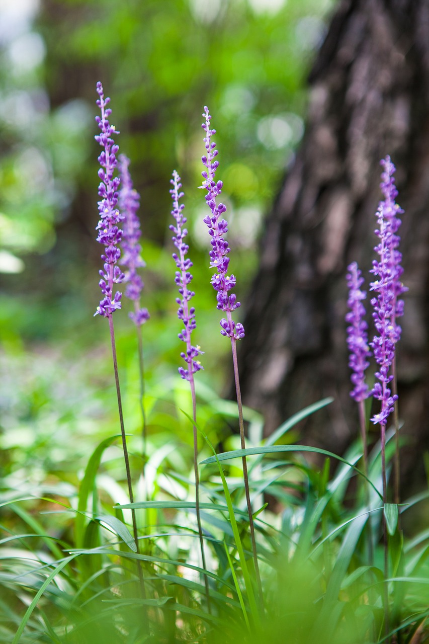 Image - liriope flowers nature affix