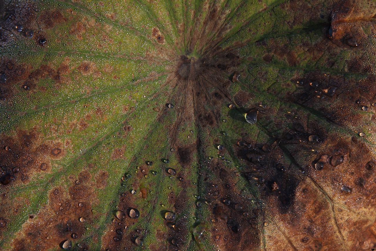 Image - plant leaf dew green floral