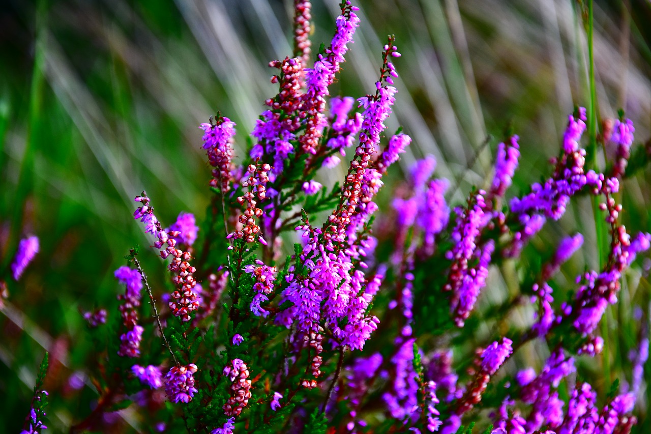 Image - heide heathland bright close