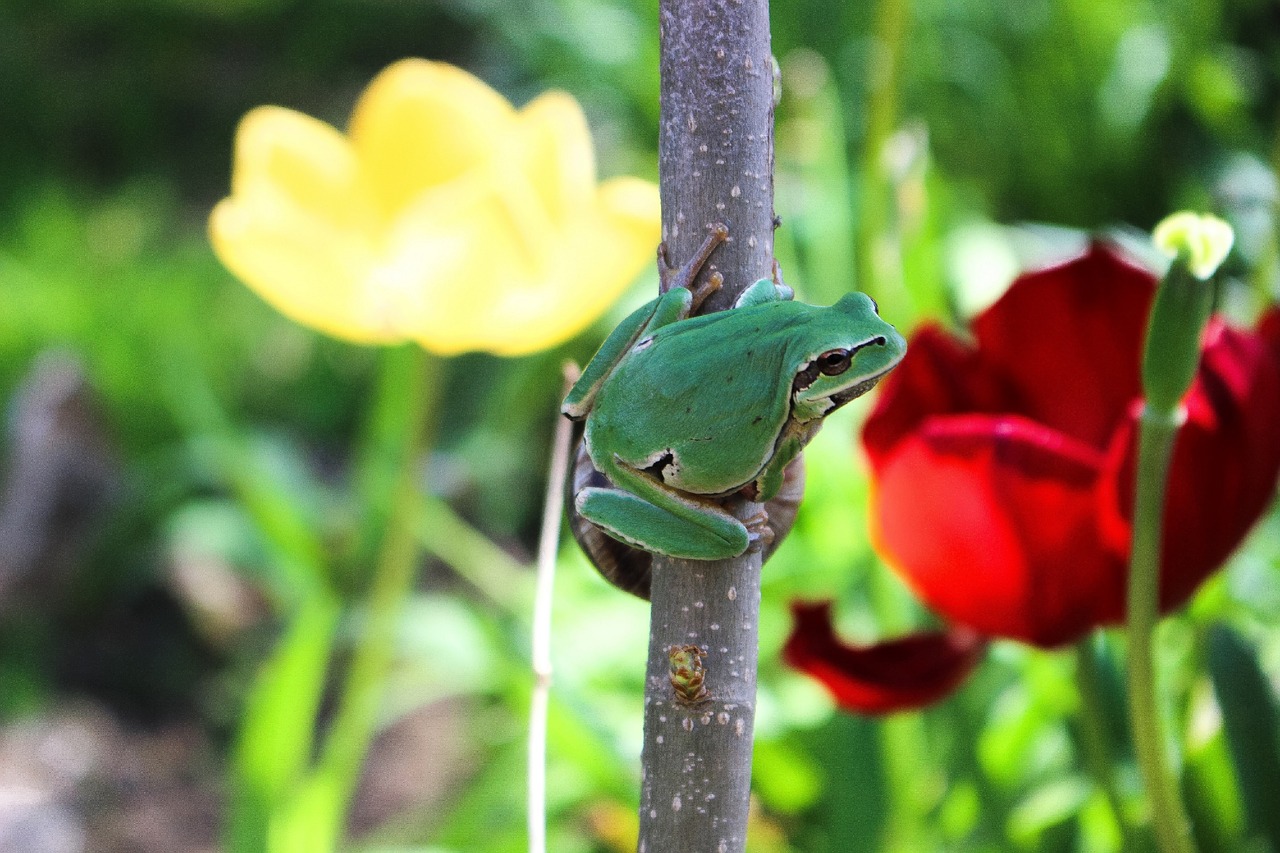 Image - frog spring tulip