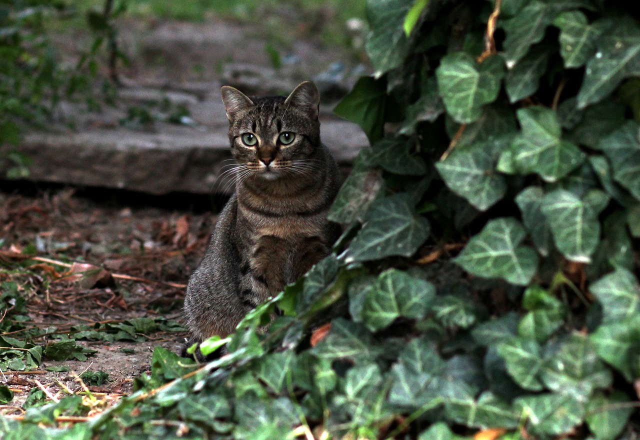 Image - cat stripes hidden gray nice