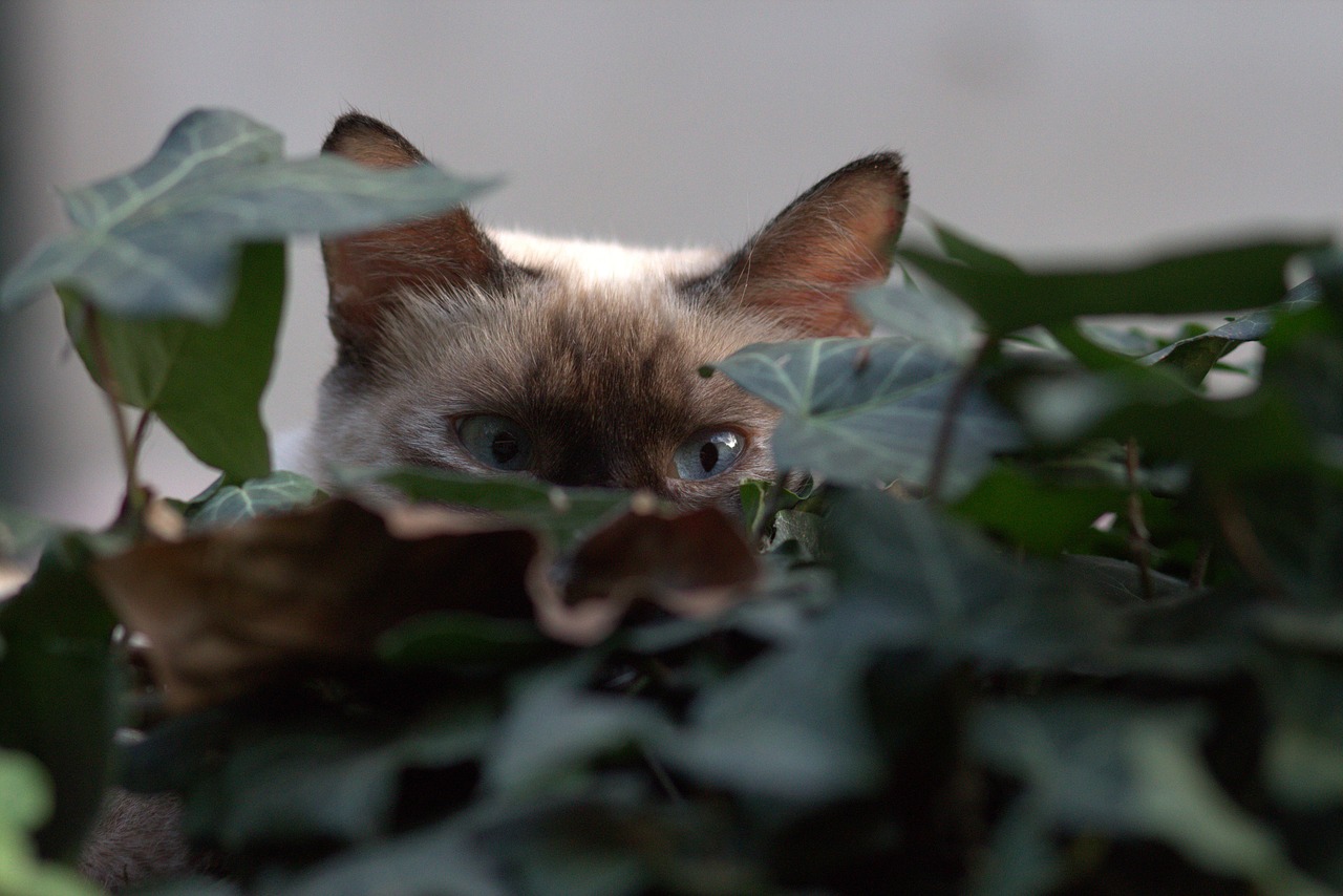 Image - cat eye about hidden leaves