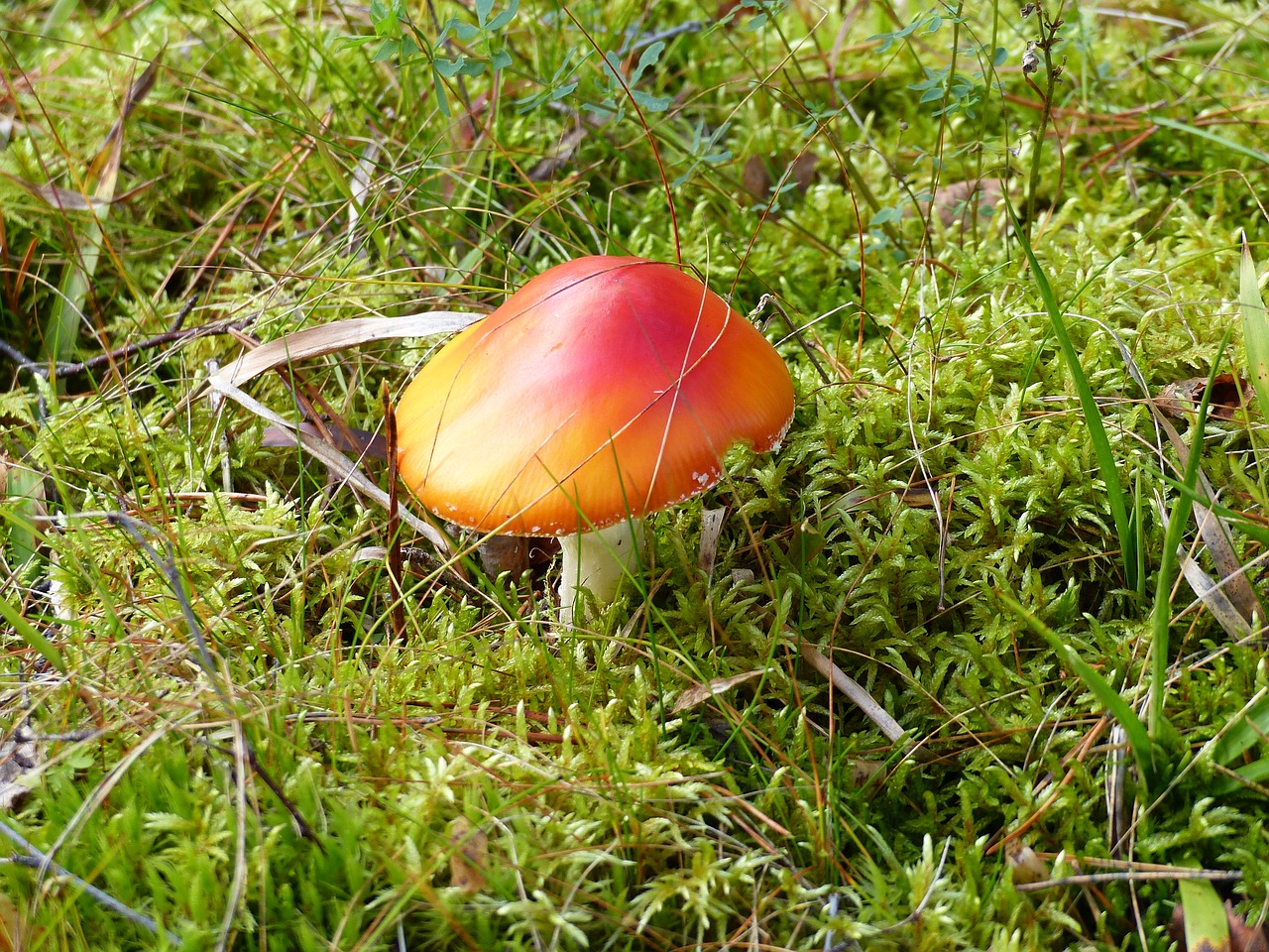 Image - fly agaric forest colors grass