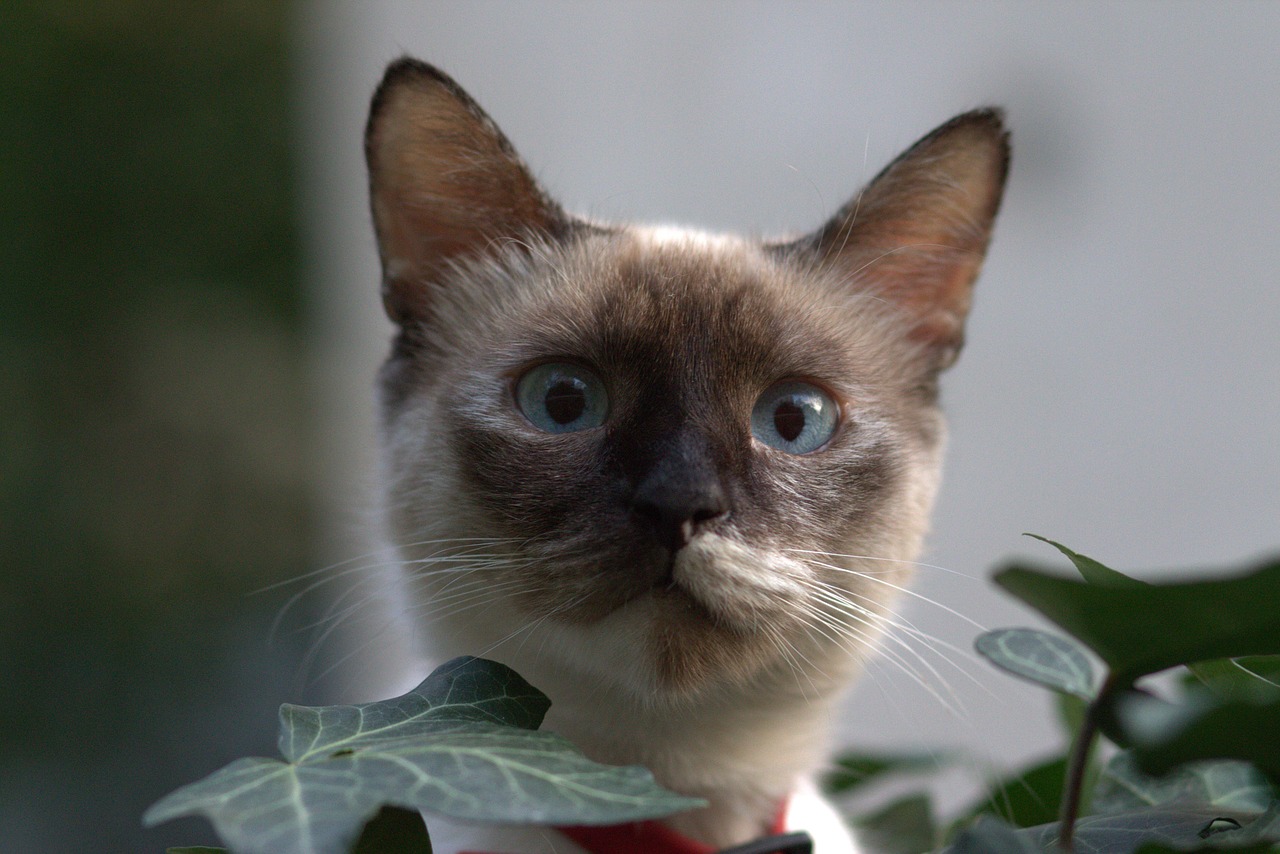 Image - cat burmese blue eyes hidden