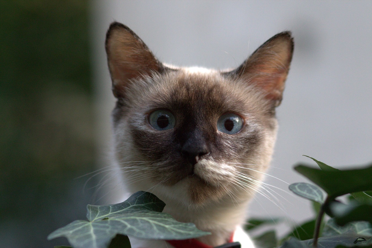 Image - cat burmese blue eyes hidden