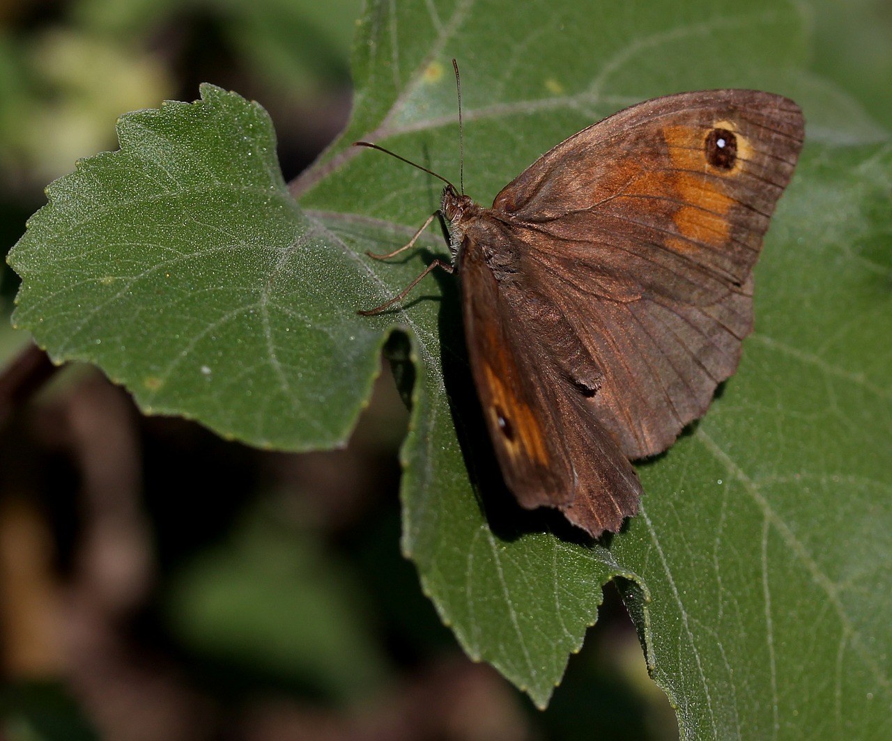 Image - butterfly brown wings insecta leaf