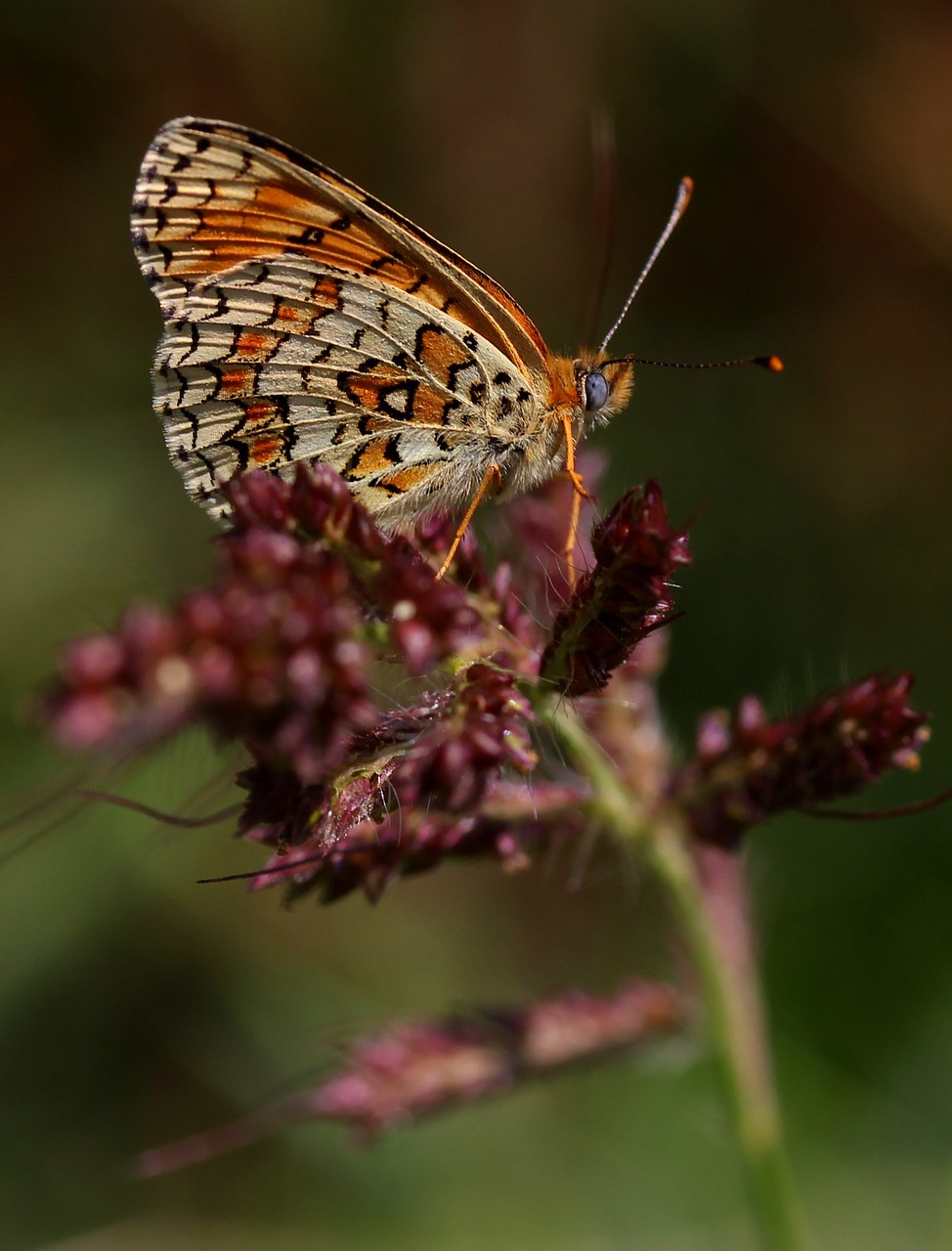 Image - butterfly coloring wings red brown