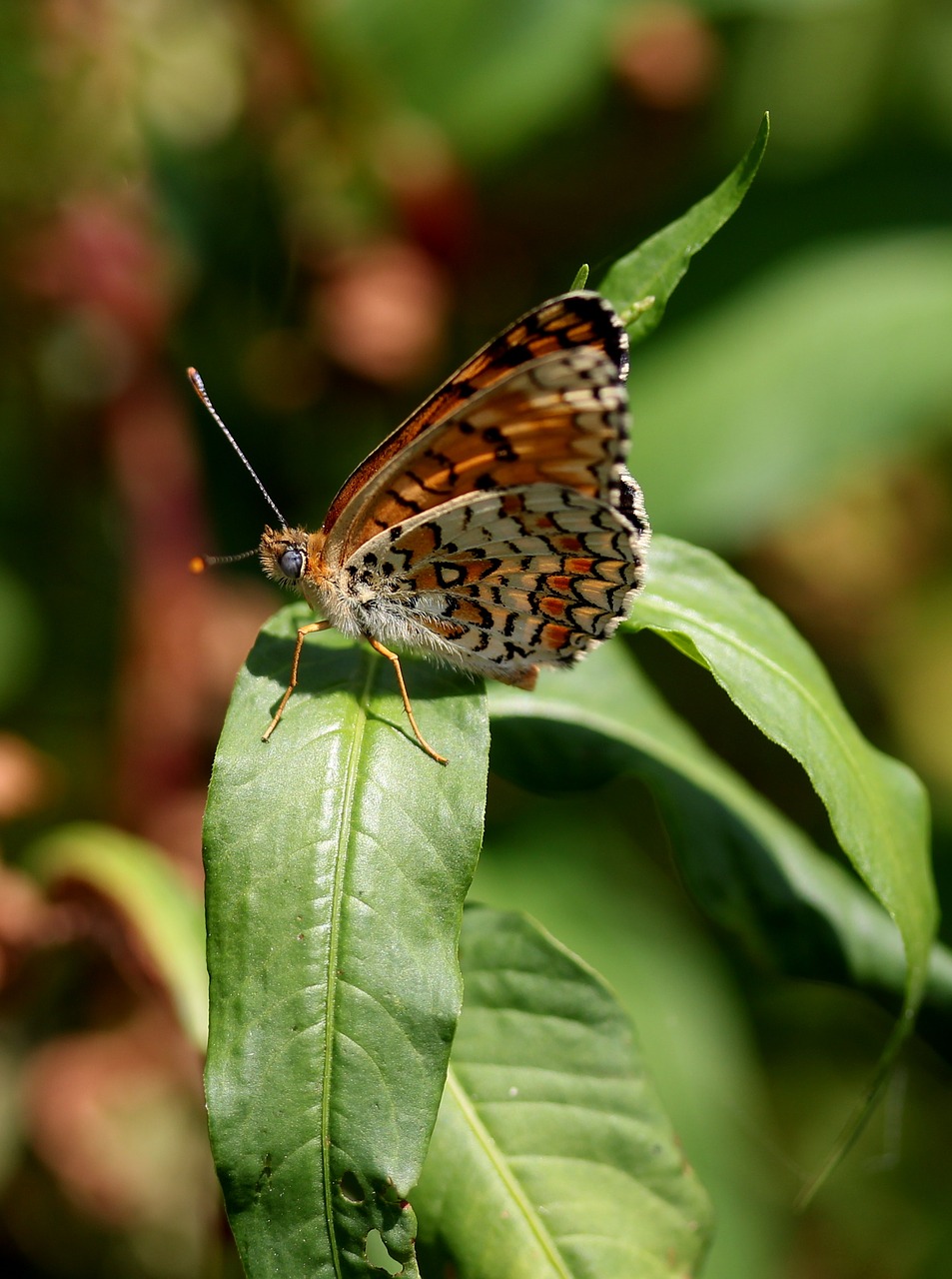 Image - butterfly coloring wings red brown