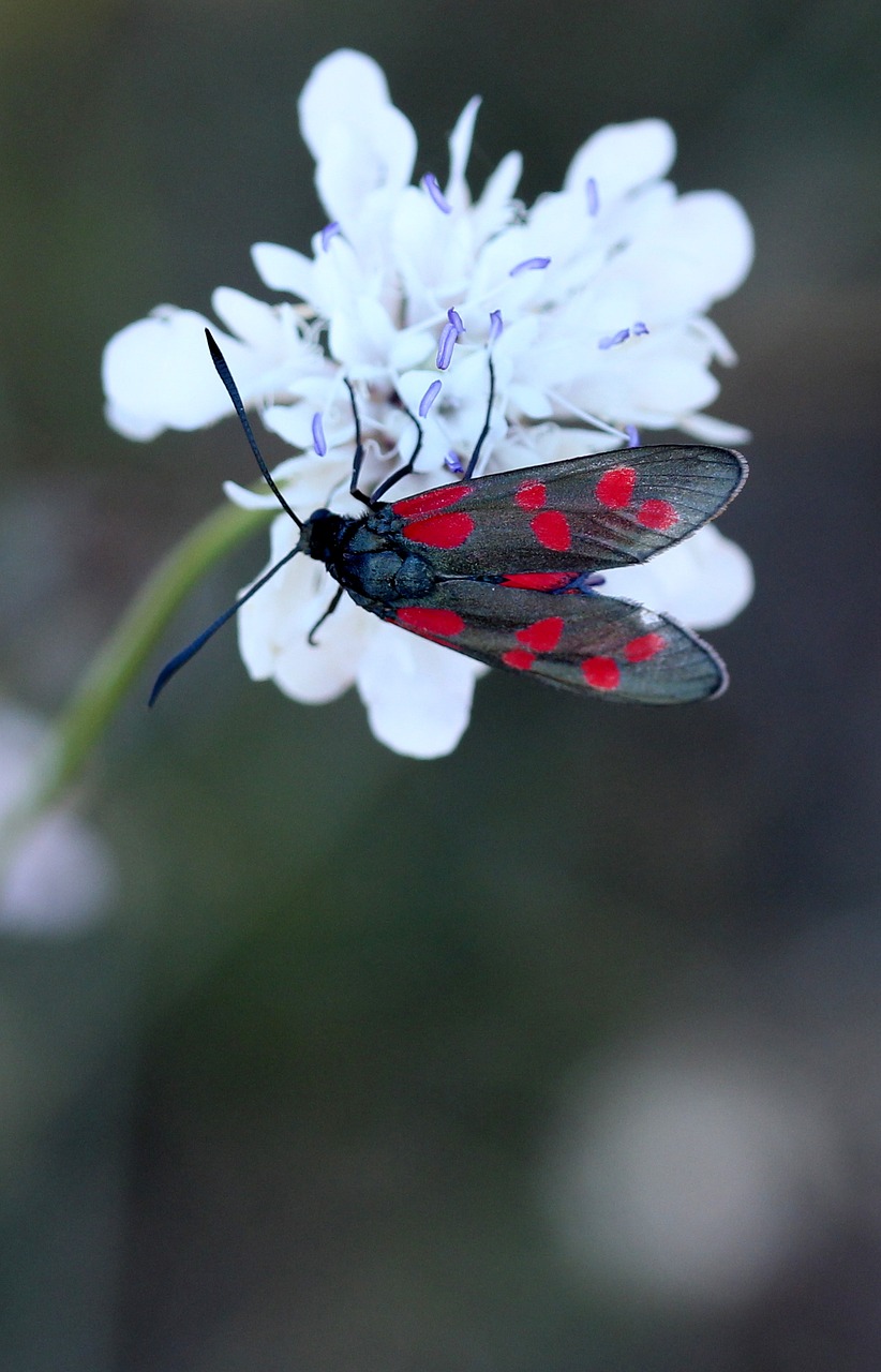 Image - butterfly coloring wings red black