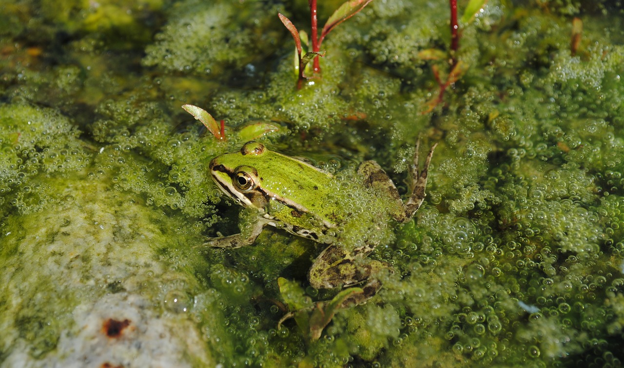 Image - frog green water animal