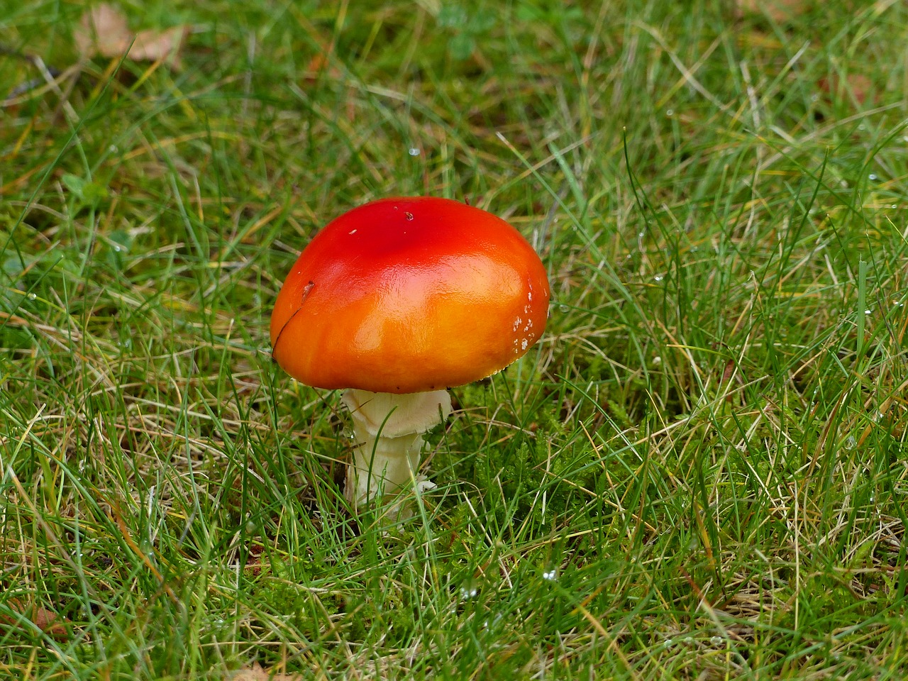 Image - fly agaric autumn forest grass