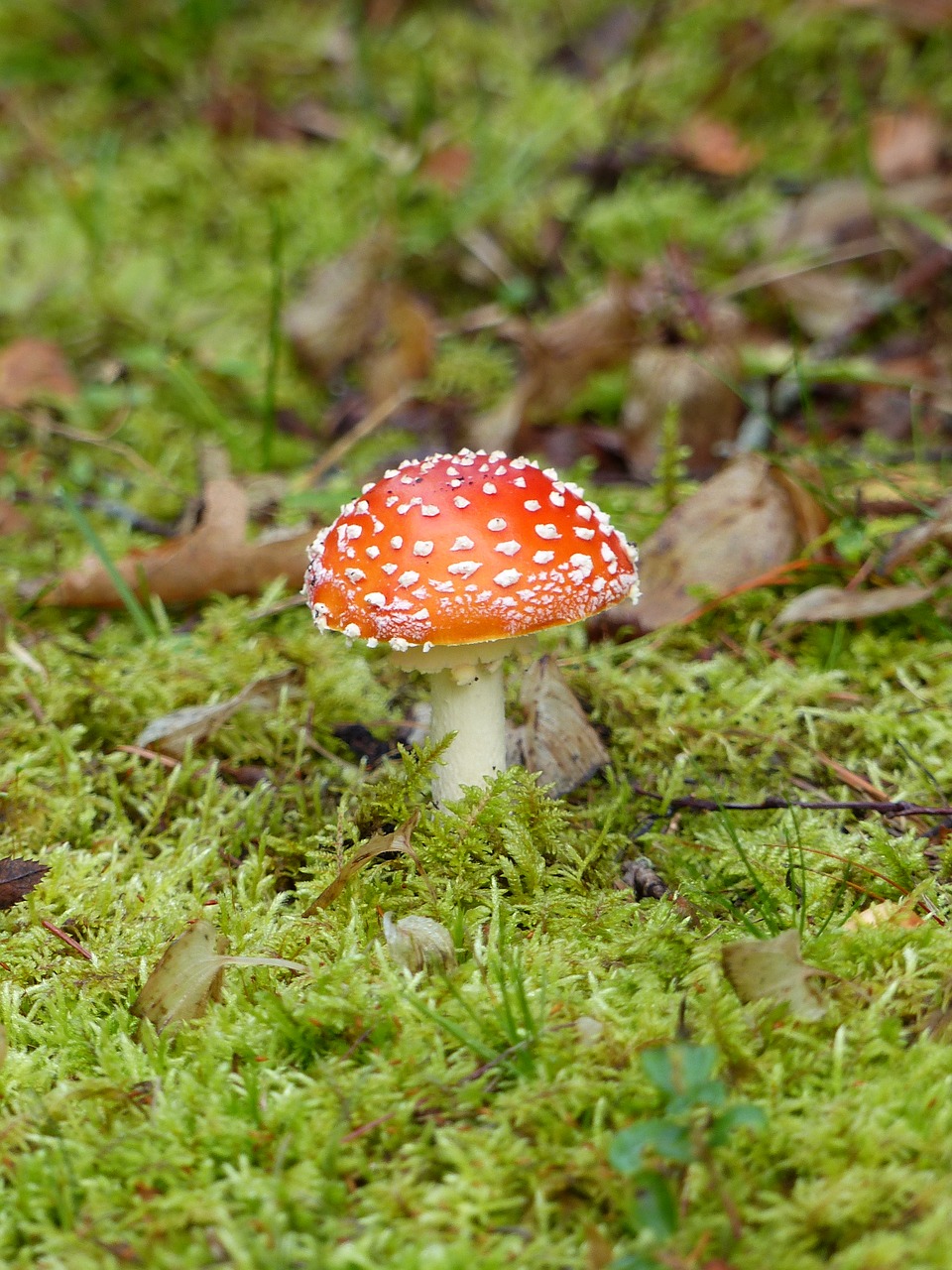 Image - fly agaric forest colors autumn