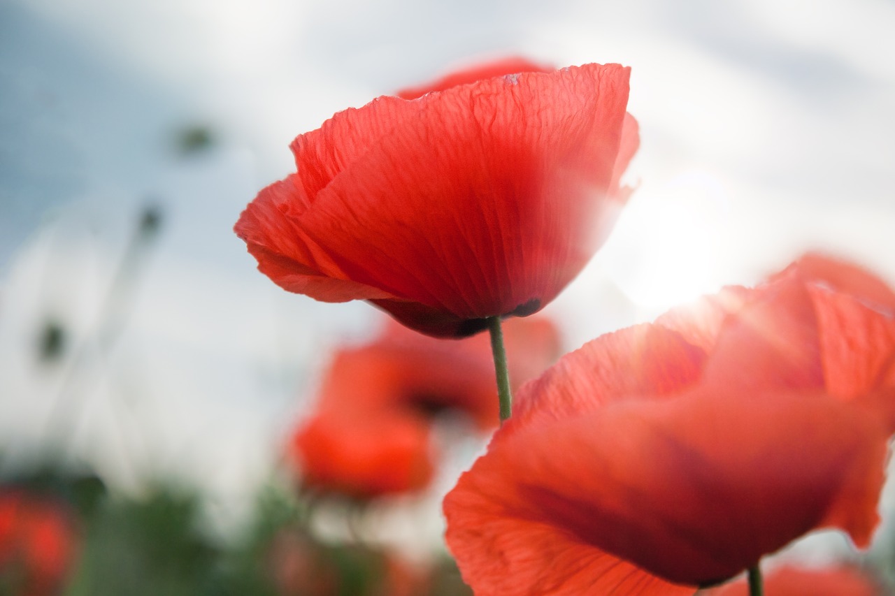 Image - poppy blossom bloom flower