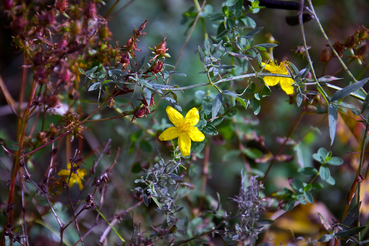 Image - plant hypericum tutsan