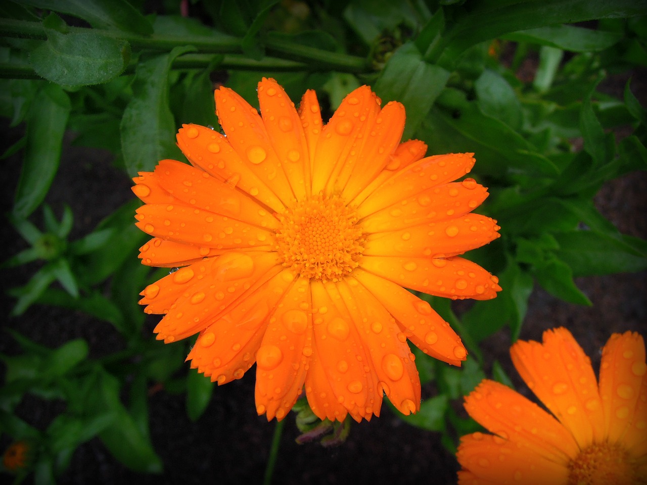 Image - calendula marigold yellow flowers