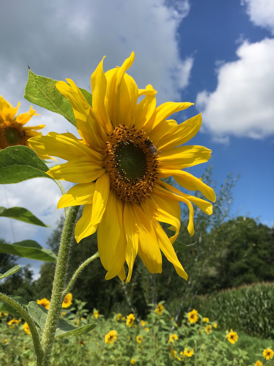 Image - sunflower summer rear