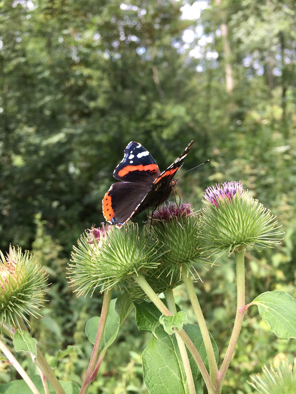 Image - summer butterfly atalanta thistle